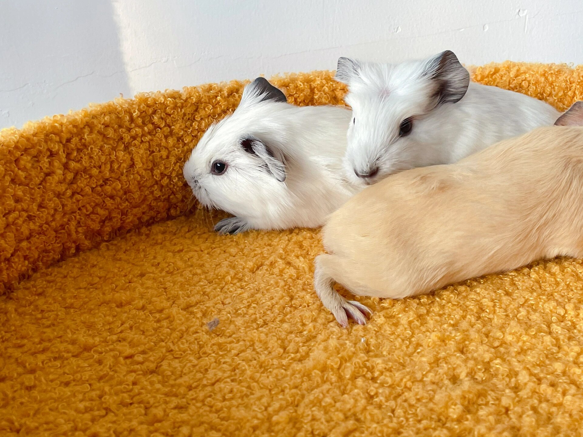 已售|加州荷兰猪200一只