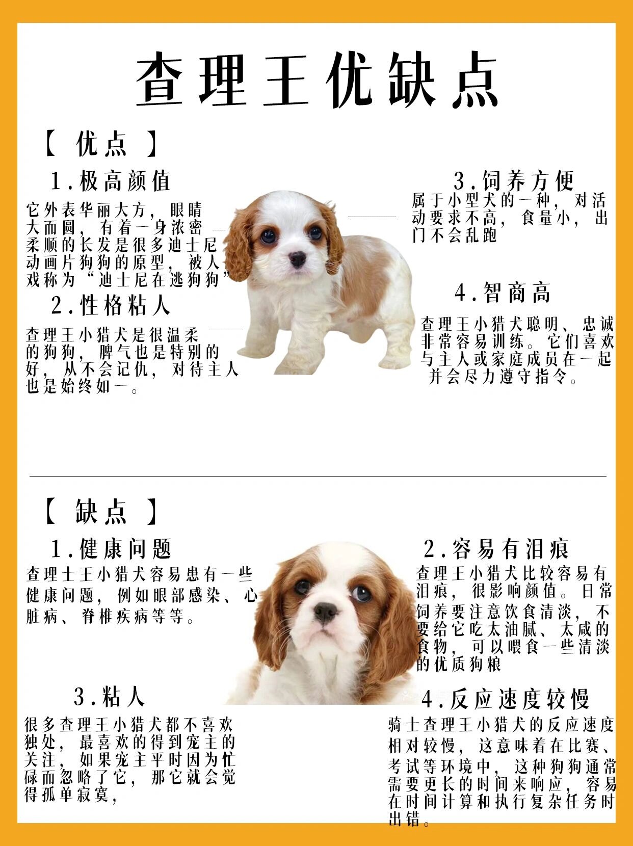 每天认识一只狗狗之查理王篇 今天来认识一下查理王,爽歪歪的指定代言