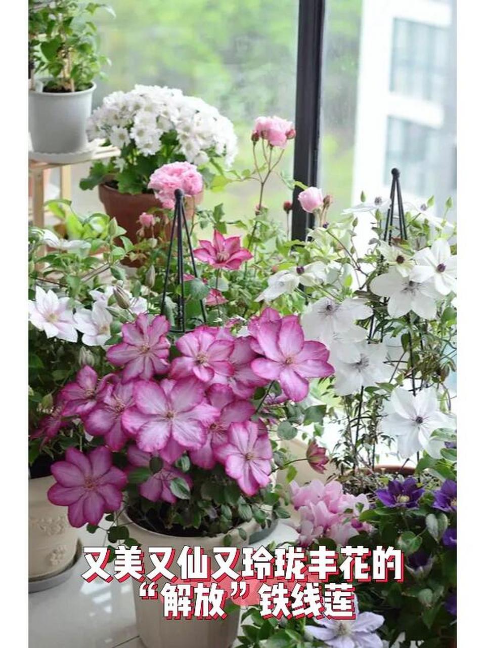 又美又仙又玲珑丰花的"解放"铁线莲 "解放",也叫"自由.