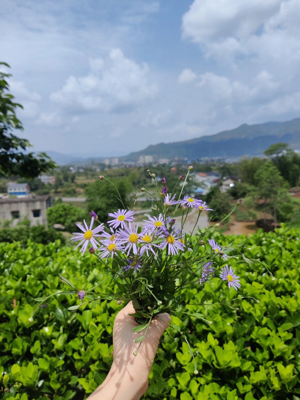 这个野花我们这里叫它鱼鳅串 路边随处可见的小野花,采一束还挺好看.