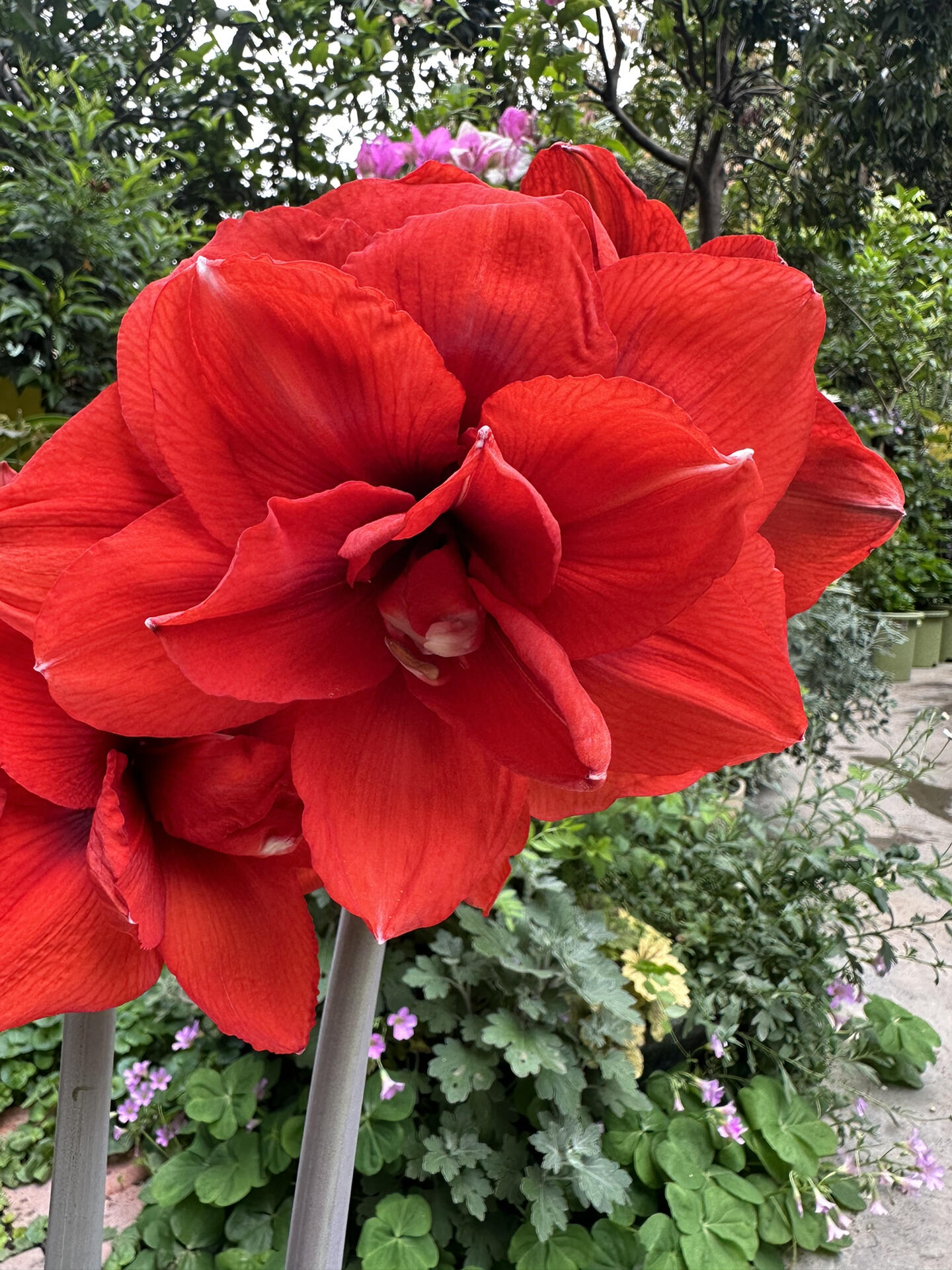 朱顶红:双龙 大红色的花除了最早的一棵双王,后面都是粉色系,到后来才