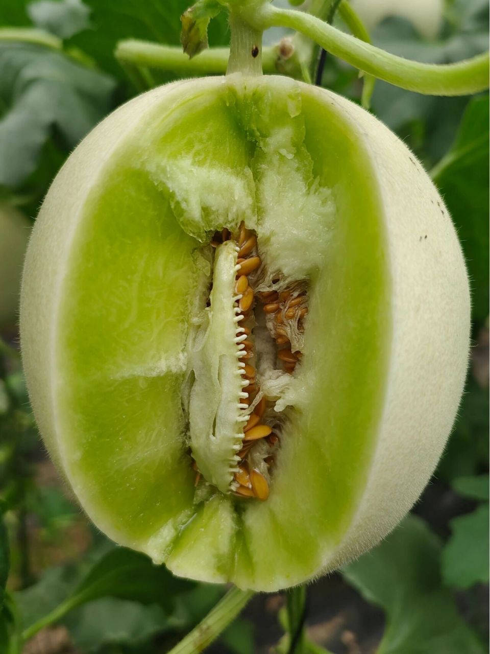 玉菇甜瓜的果形圆润,表面光滑有绒毛,像翡翠般的果肉,真正做到了瓜