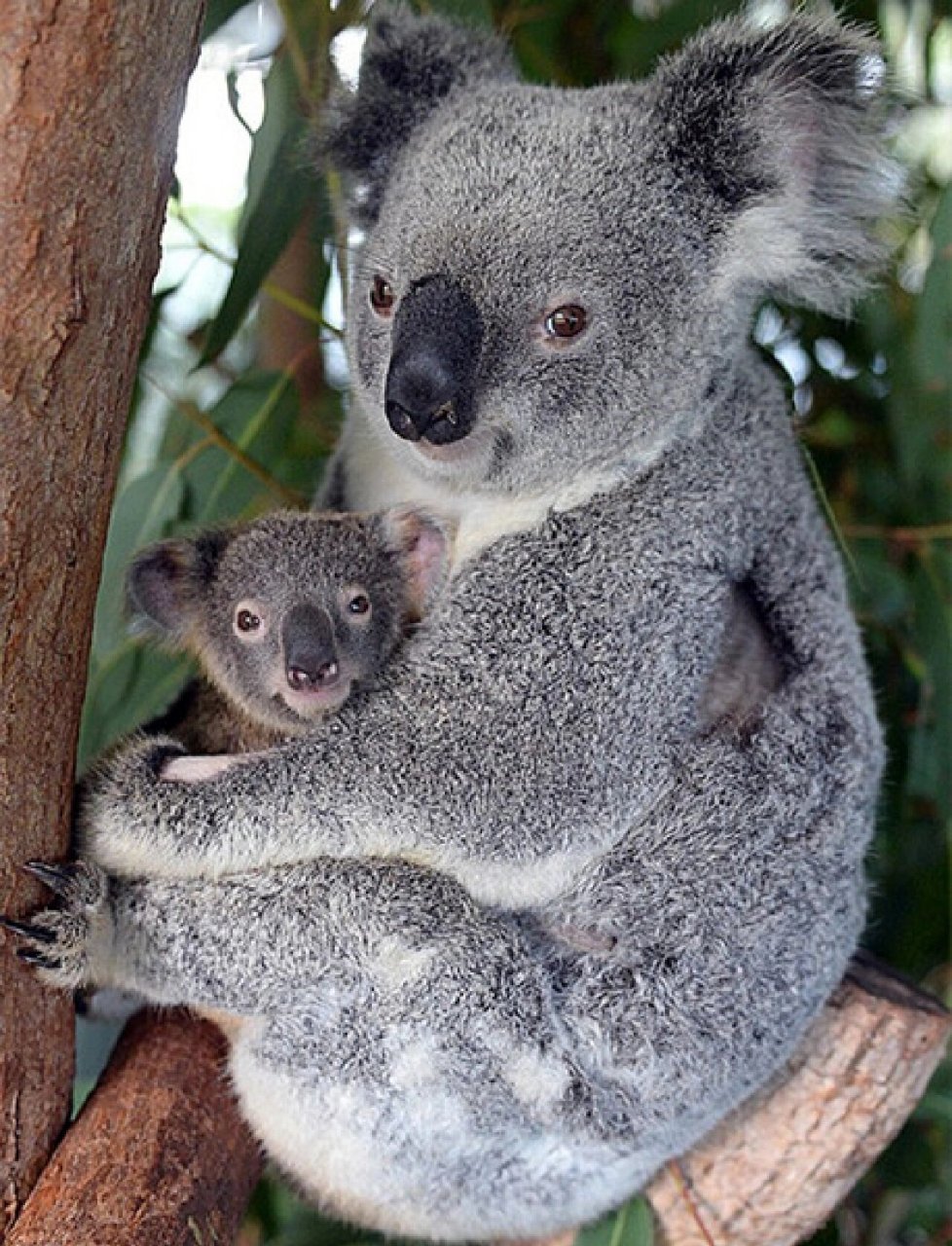 和孩子共同成长-科普类-考拉 考拉也叫树袋熊.