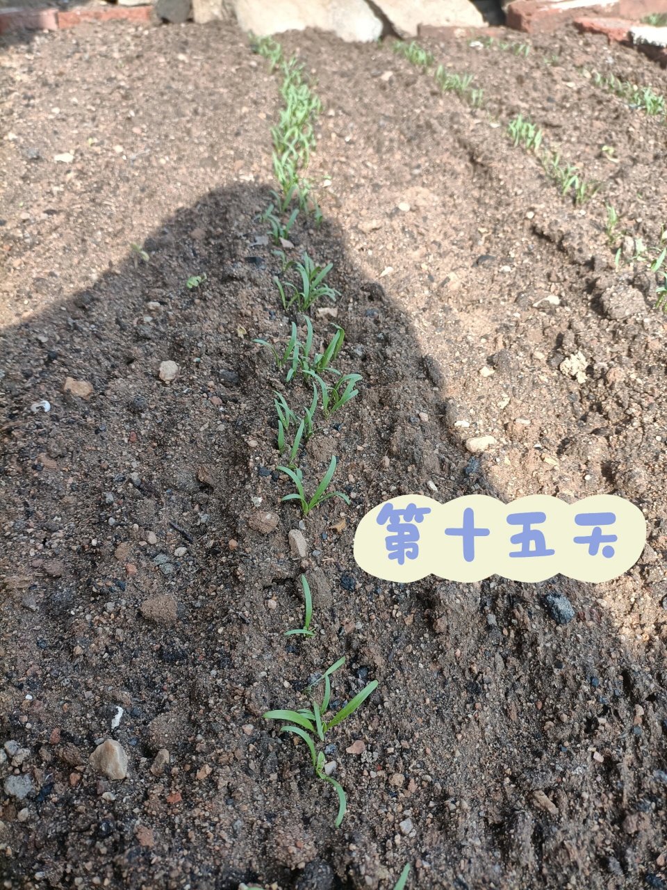 菠菜,生菜,香菜,4.