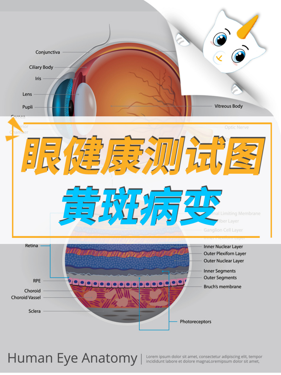 一张图自测73眼睛是否黄斑病变6315 【测试方法】73: 把方格