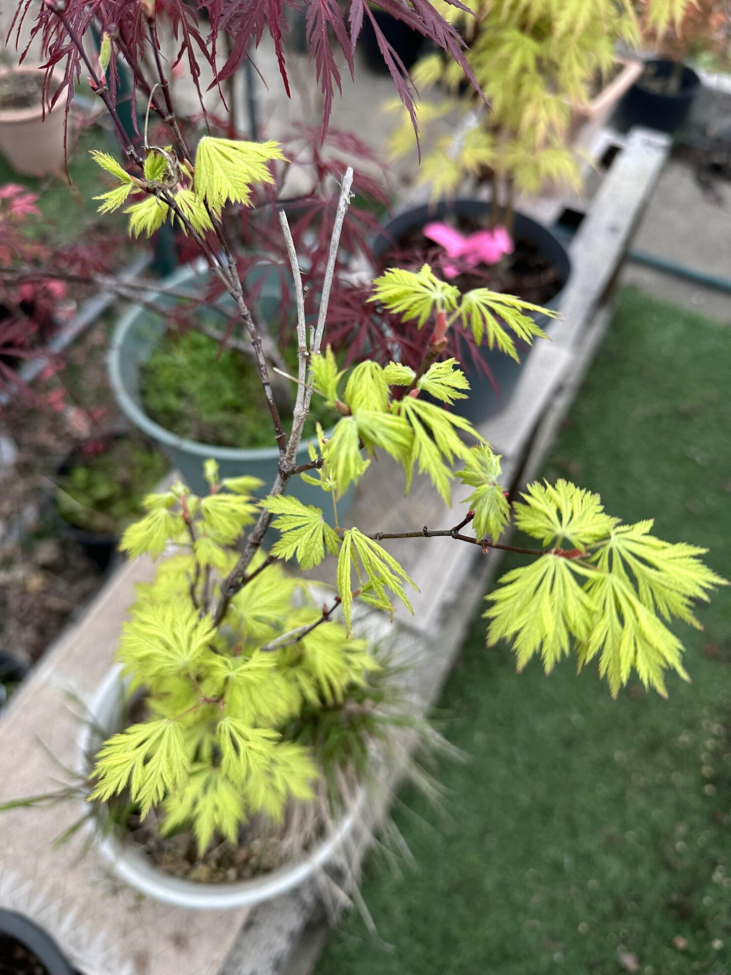 日本红枫|出彩品种值得安利一波 前年被桃子奶油惊艳后,一发不可收拾