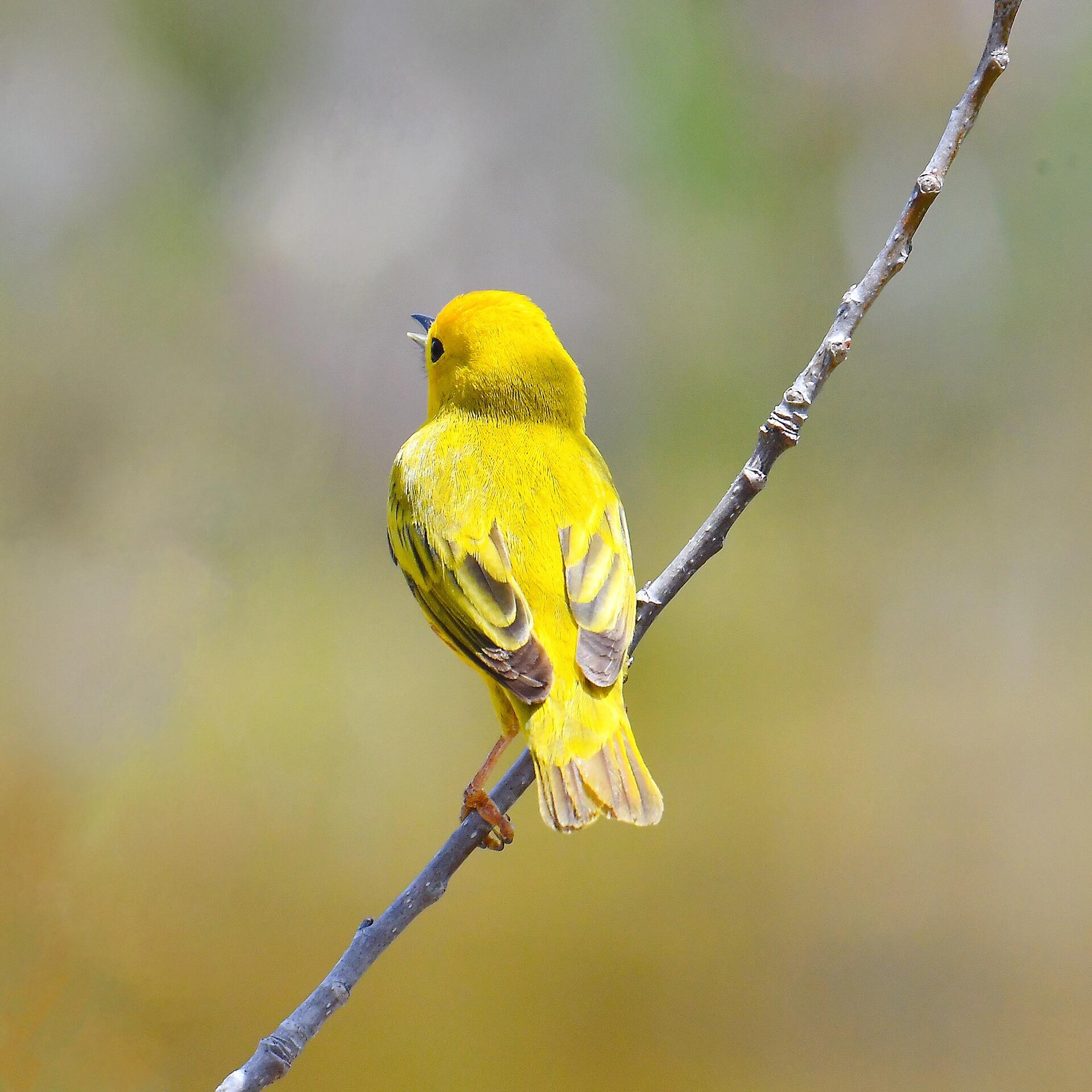 yellow warbler