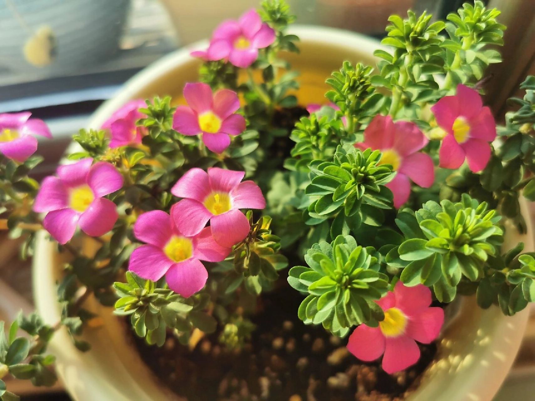 三款长发系列酢浆草 图一   长发玫瑰 图二   长发哥德堡 图三   长发