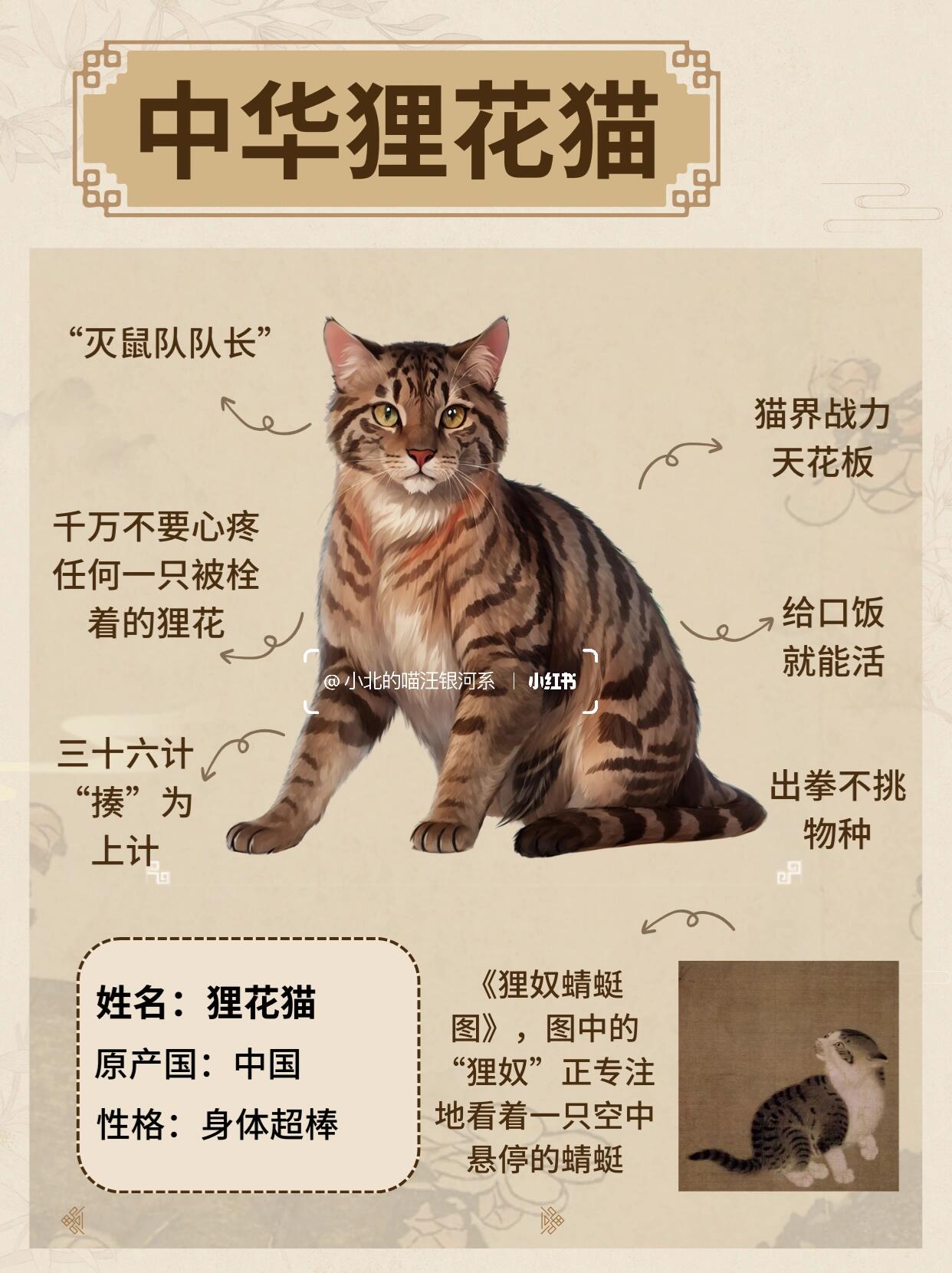 狸花猫认主人的表现图片