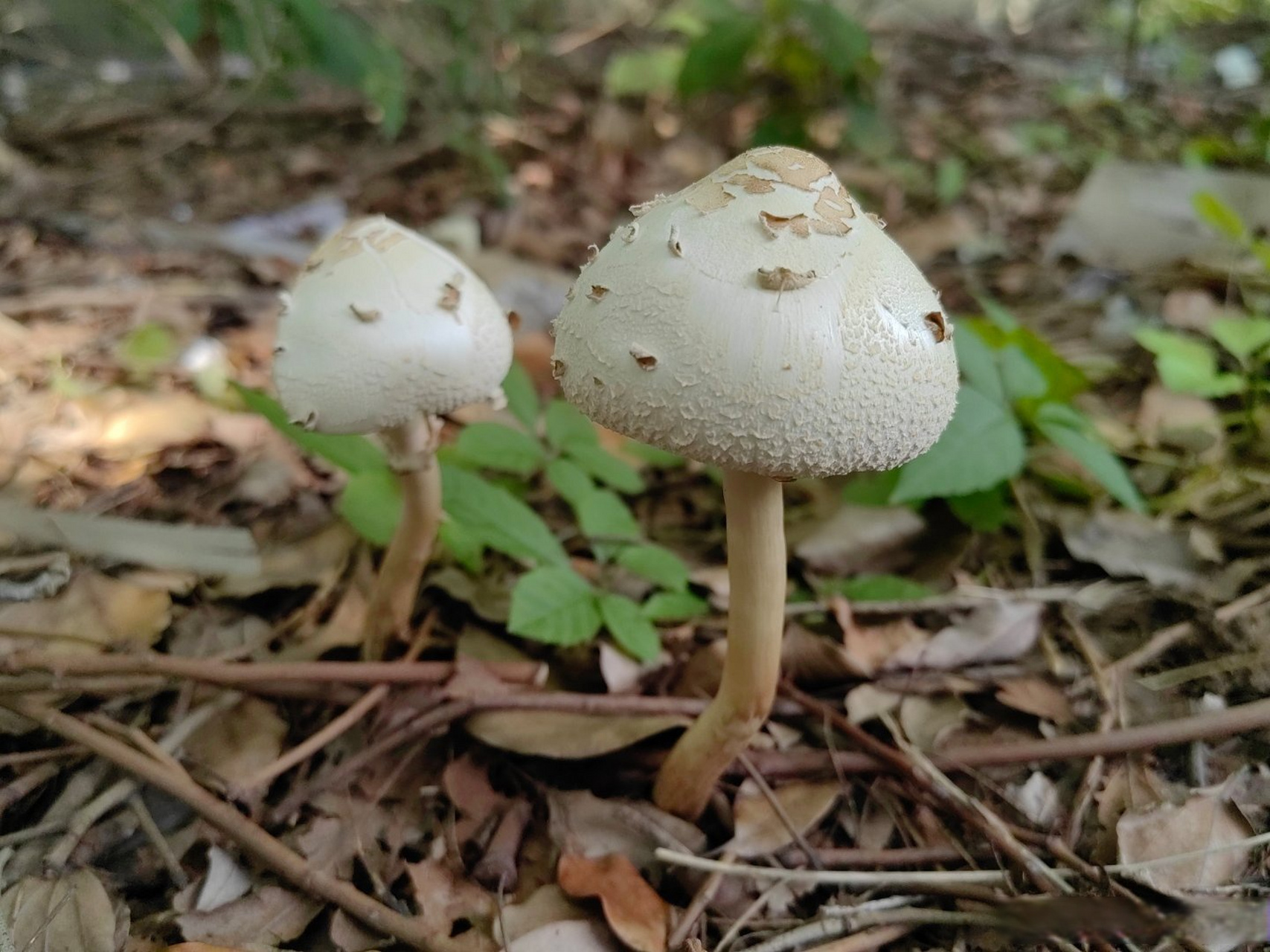 头重脚轻根底浅,今天又预报要下雨了,估计野蘑菇还有一批会