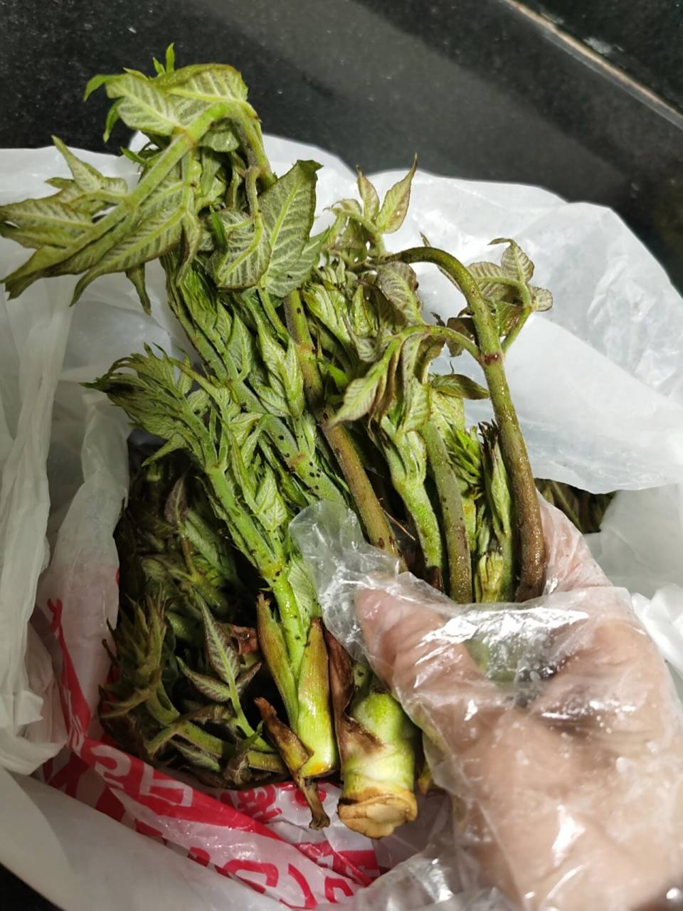 刺老包,山里人的童年味道 刺老包,楤木的嫩芽,我的故乡俗称刺老包.