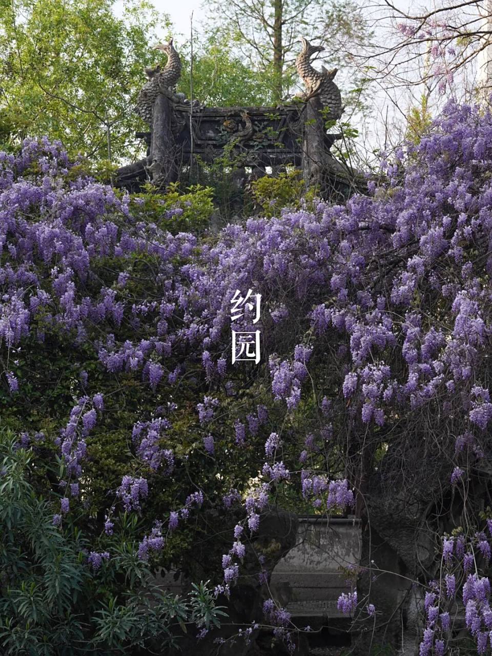 常州|约园 原来常州最美的紫藤藏在这里!