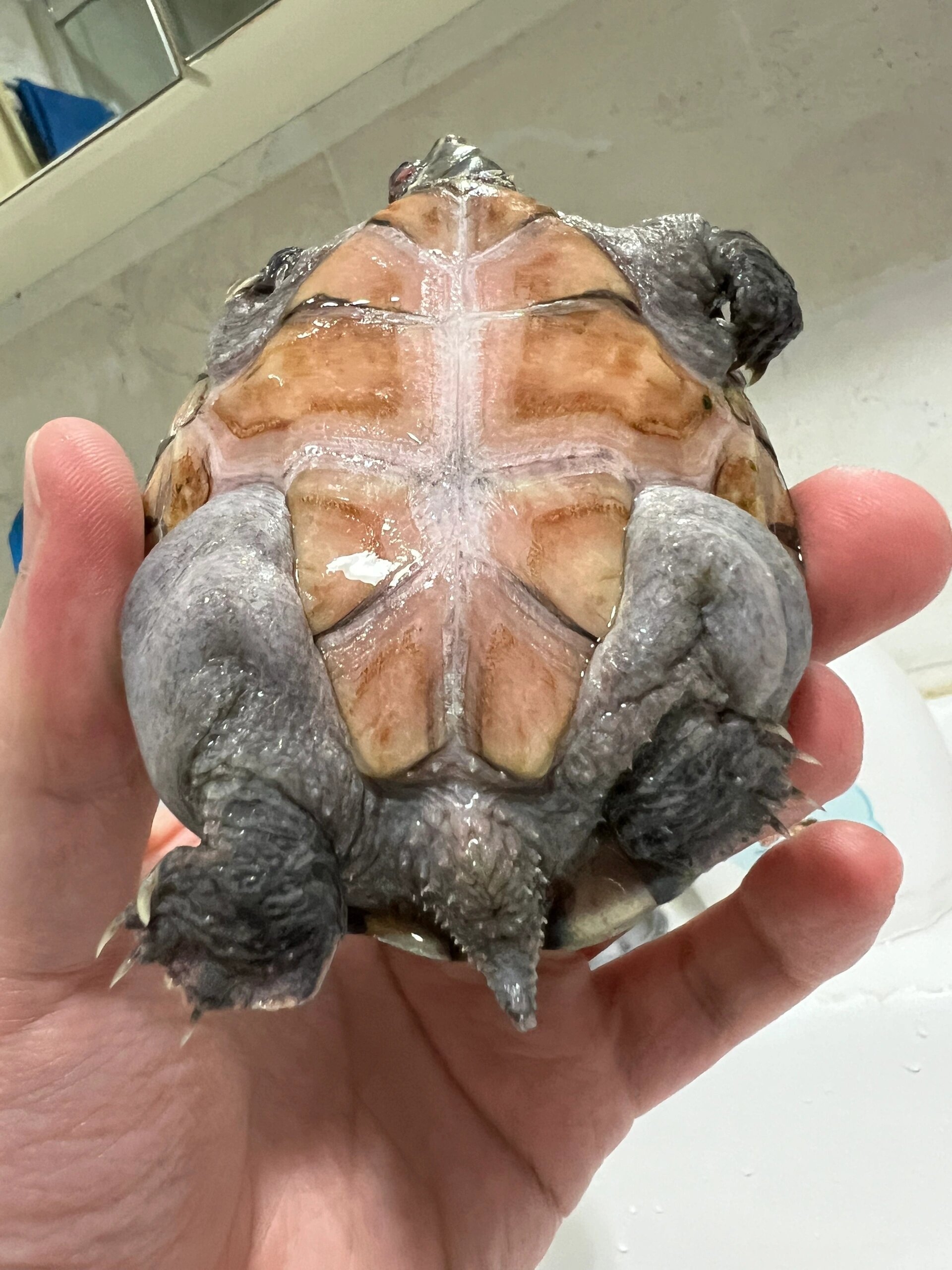 麝香龟咋区分公母?小伙伴们帮忙看看