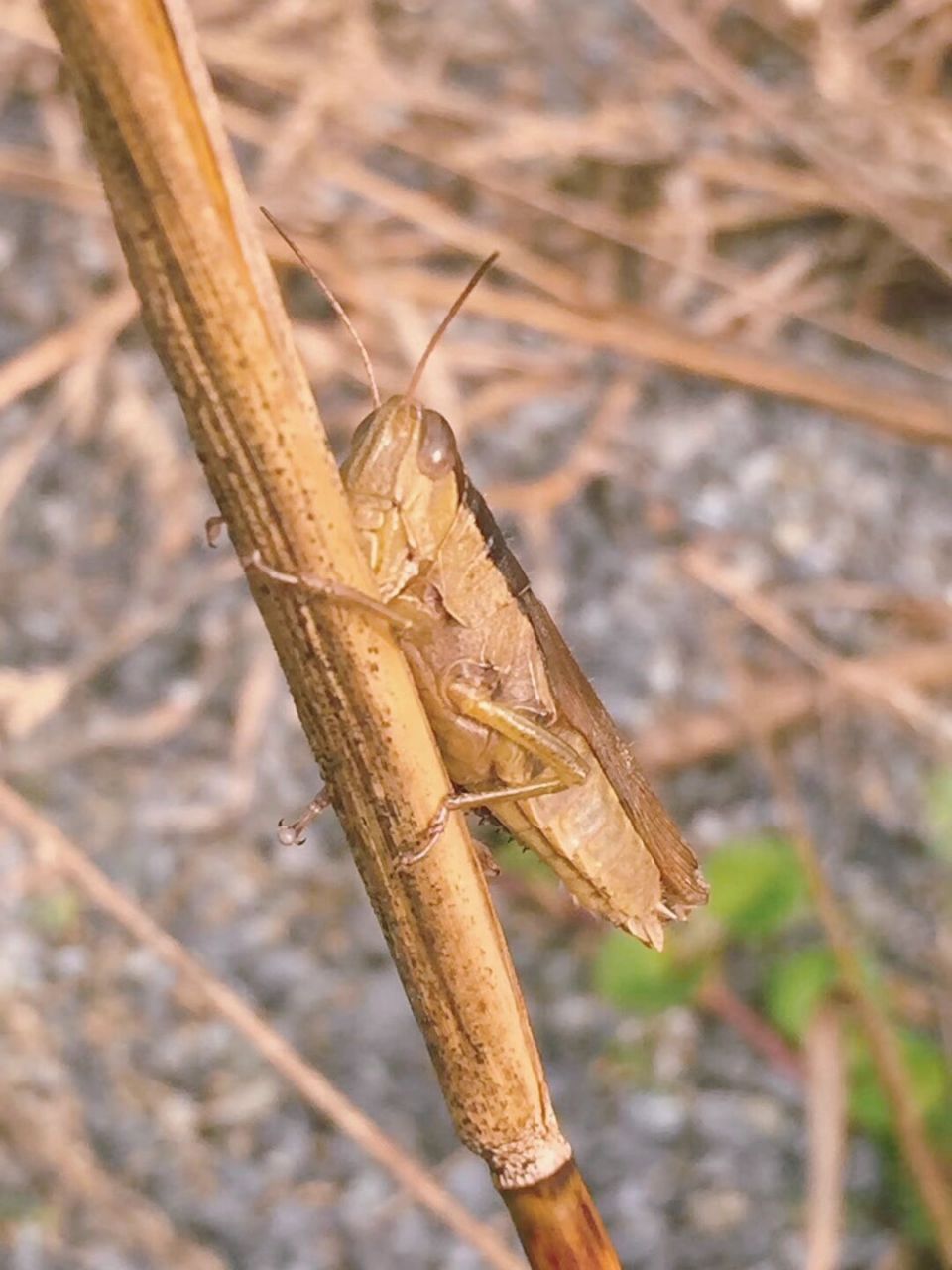 昆虫-油蚱蜢 第一张刚好在换壳,能拍到真是太幸运了 乡间田野