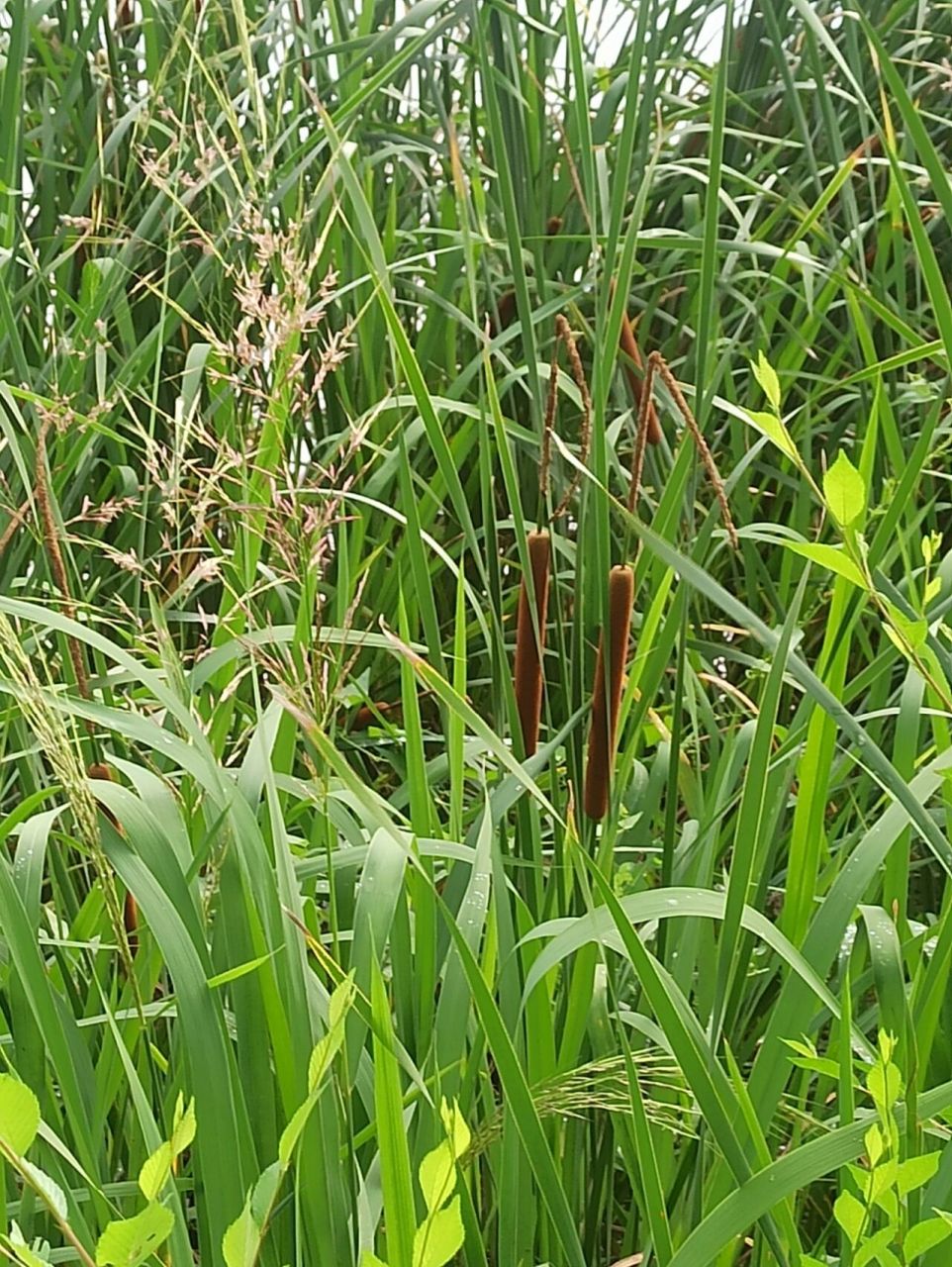 东北野草花(七十六)香蒲——诗经植物 香蒲科香蒲属多年生水生或沼生