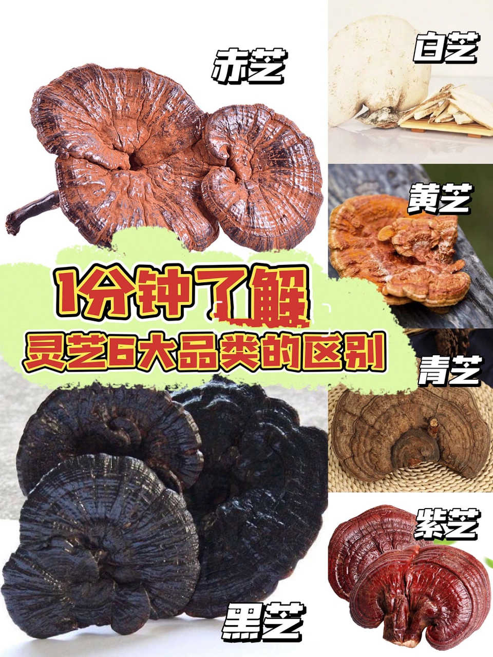16615分钟了解灵芝,彻底搞清6大品种73 众所周知,96 灵芝种类