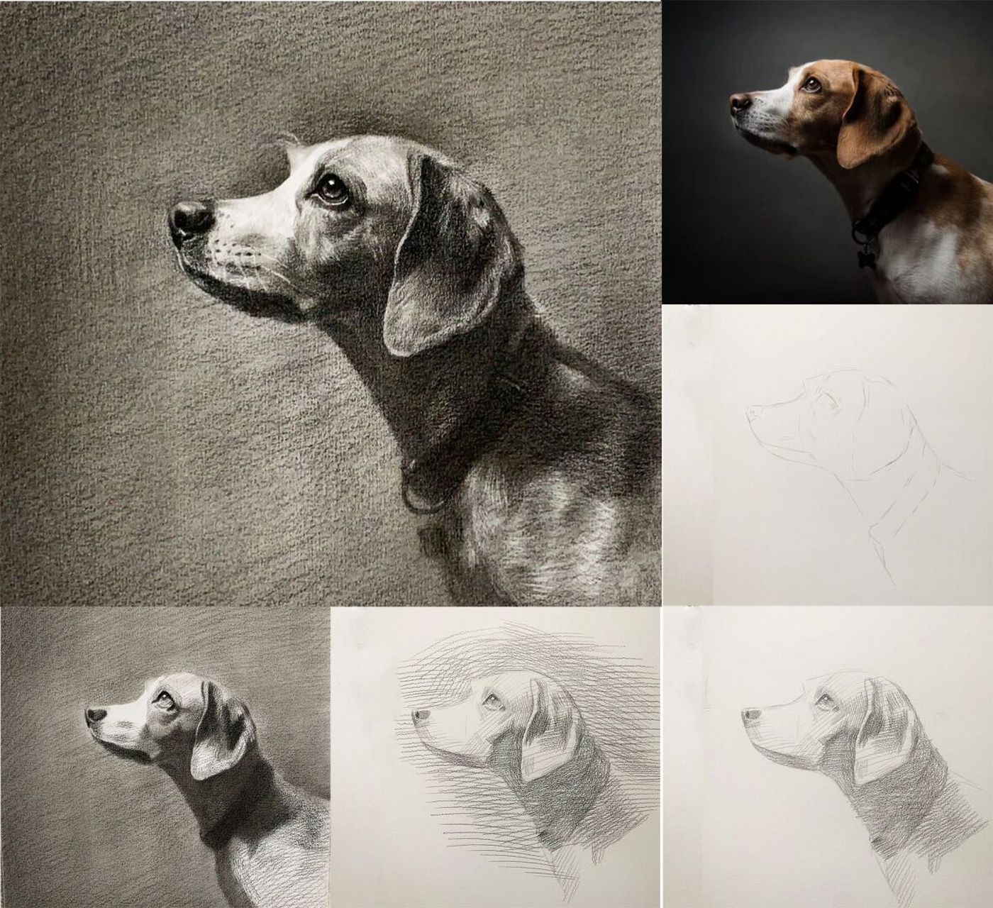 素描狗狗步骤图 #明暗的艺术##素描# #素描动物# #狗狗# #零基础素描