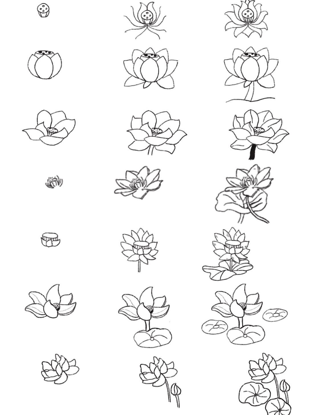 荷花风景画简笔画图片