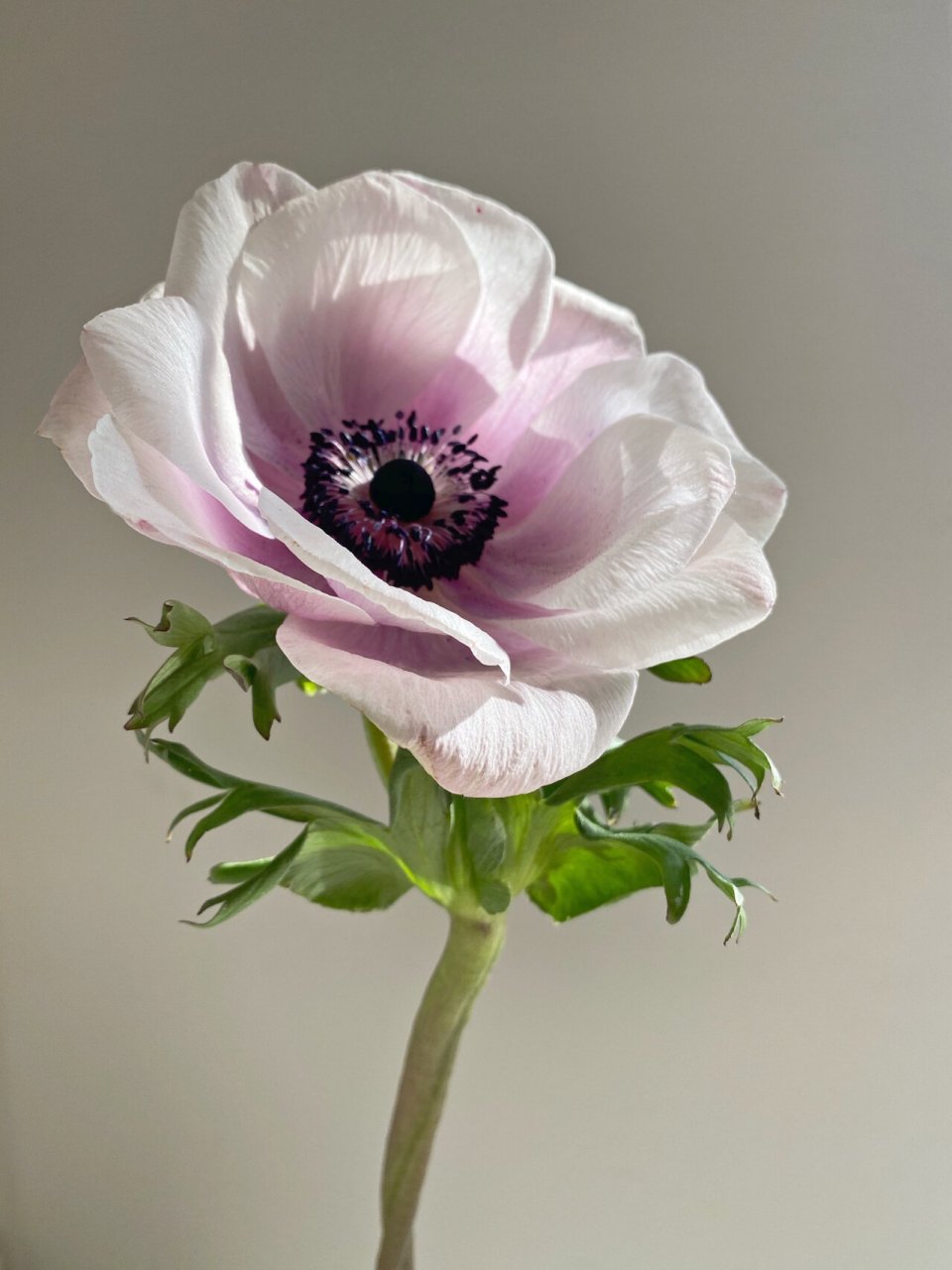 日本银莲花|  淡雅紫色      端庄雅致 这款银莲花花蕊深蓝色 叶瓣从