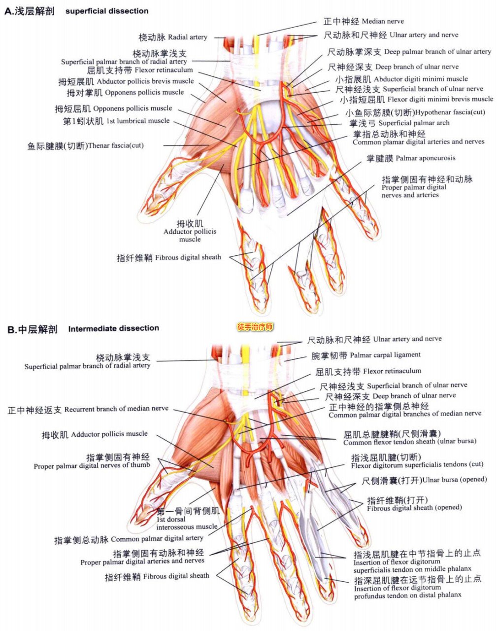 手部解剖名称图片