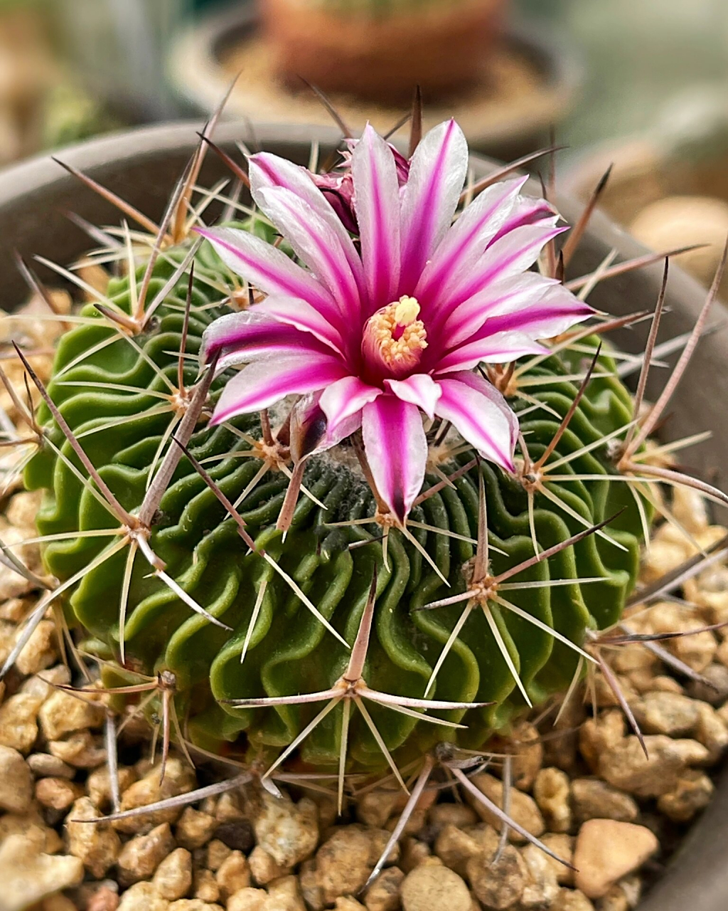 【多棱玉开花】 仙人球多棱玉stenocactus multicostatus