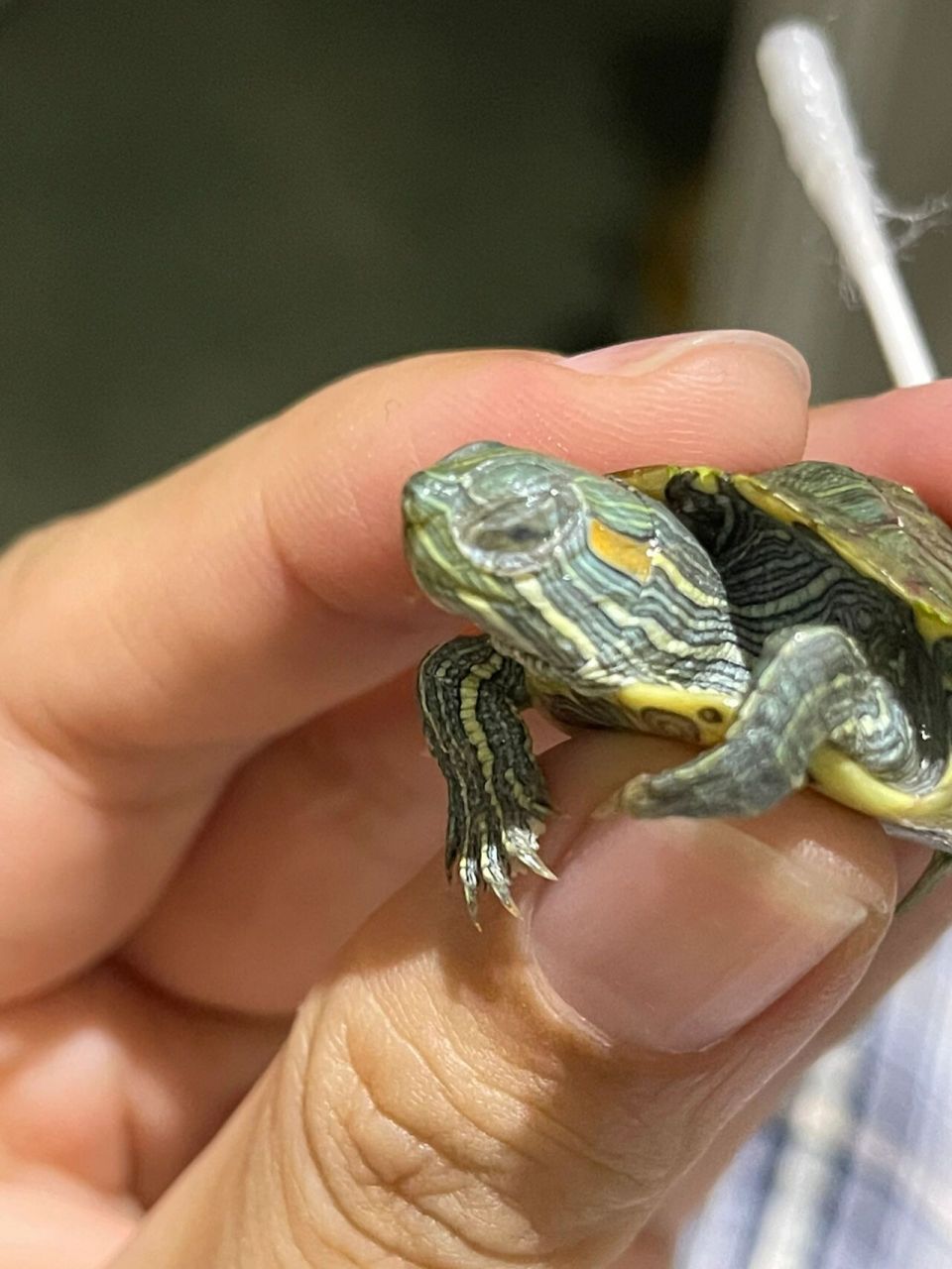 乌龟白眼病 我家小龟得白眼病,用高锰酸钾泡了几天,每天滴几次氯霉素