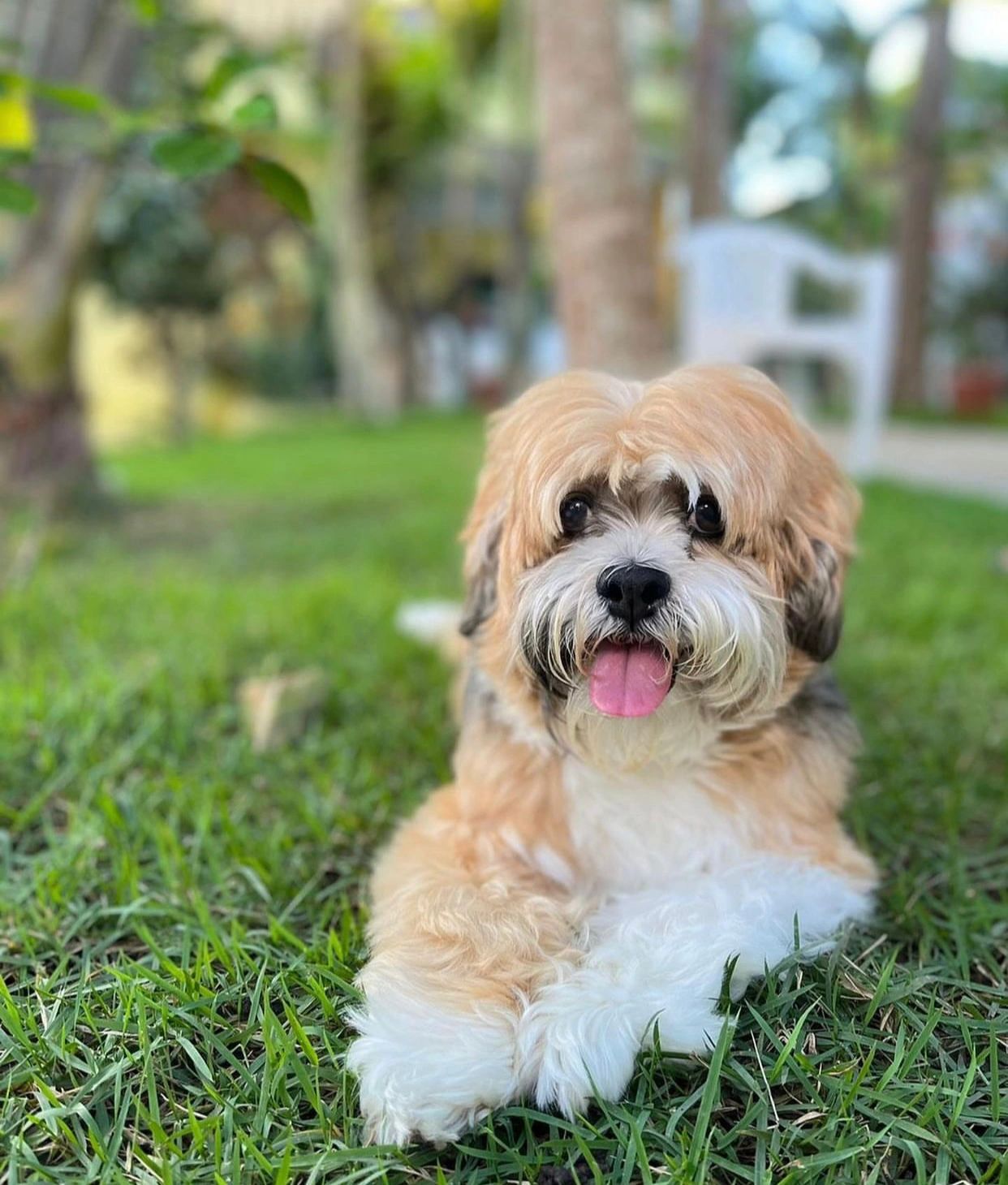 驱魔圣犬——拉萨犬 拉萨犬(lhasa apso),别名西藏犬,拉萨狮子犬,产于
