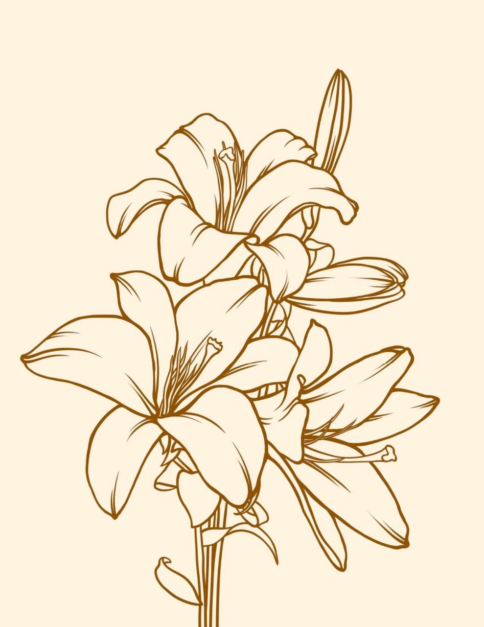 插画分享之花卉/百合花 百合花语:用心,就会一切顺利!