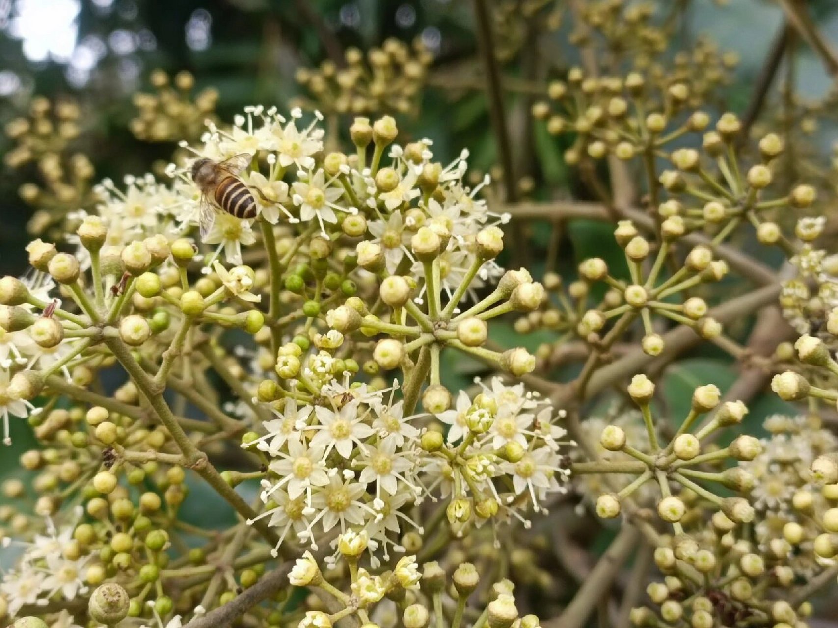 鹅掌柴的花蕾图片图片