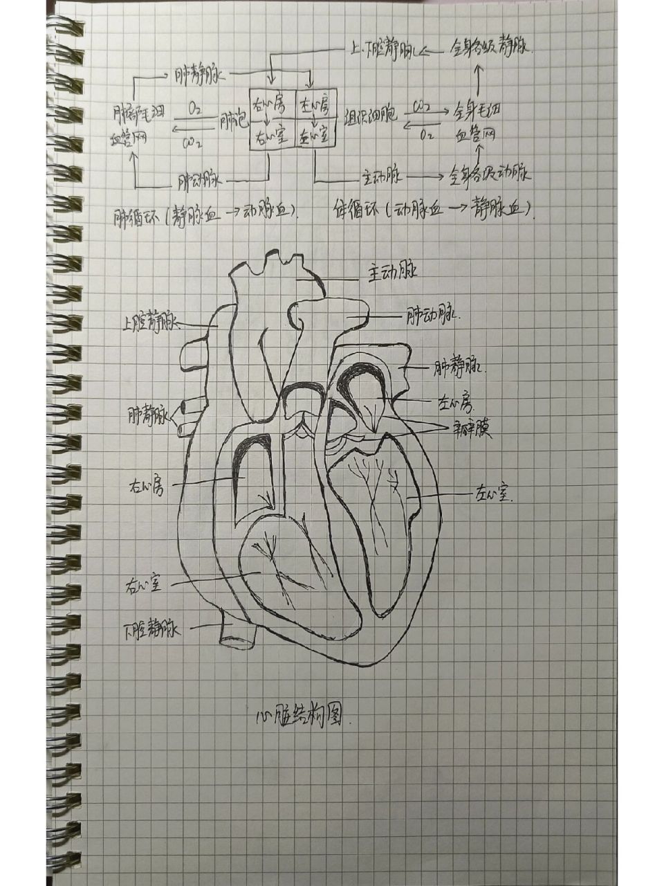 心脏结构图