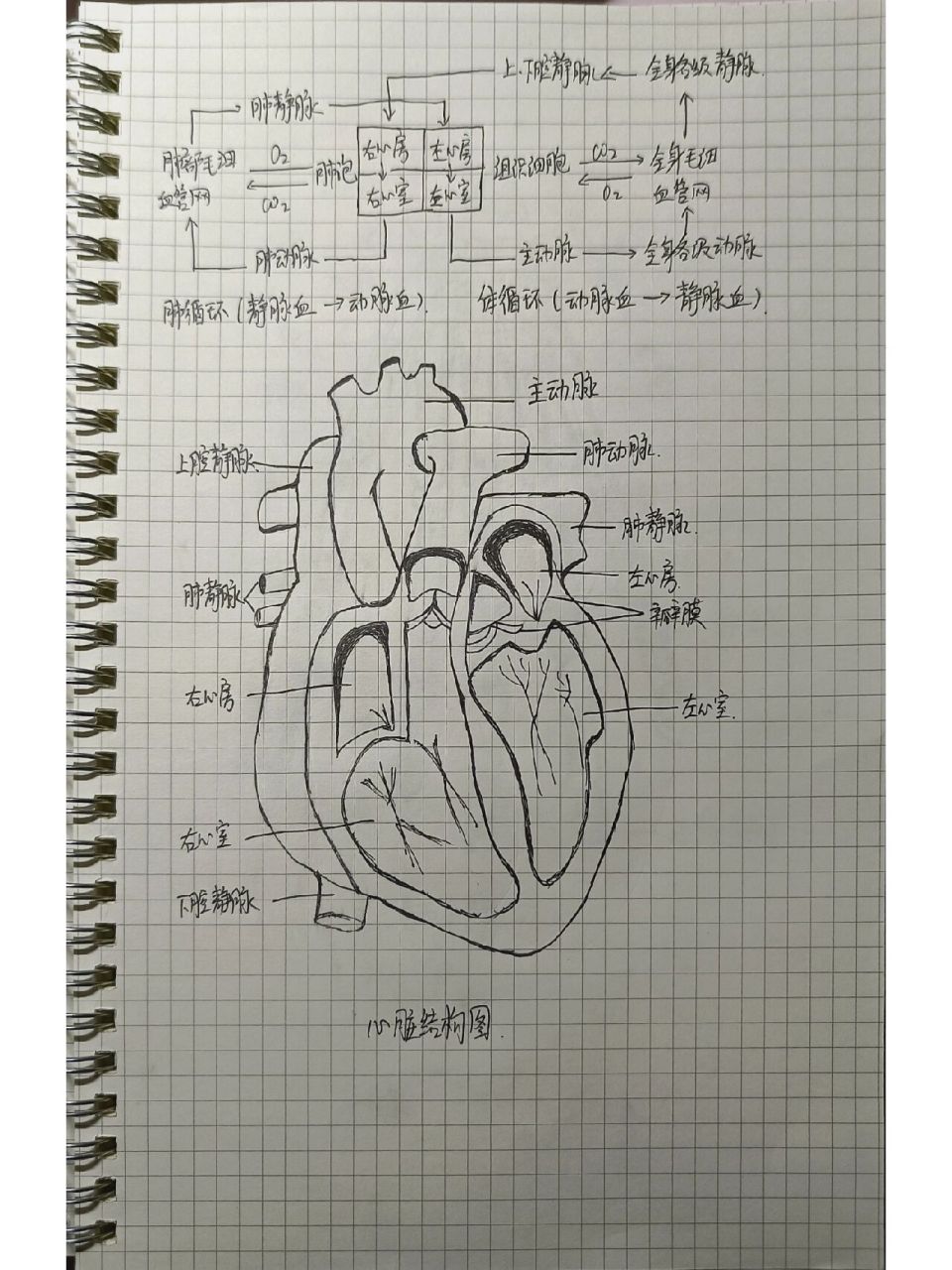 学生画心脏结构简图图片