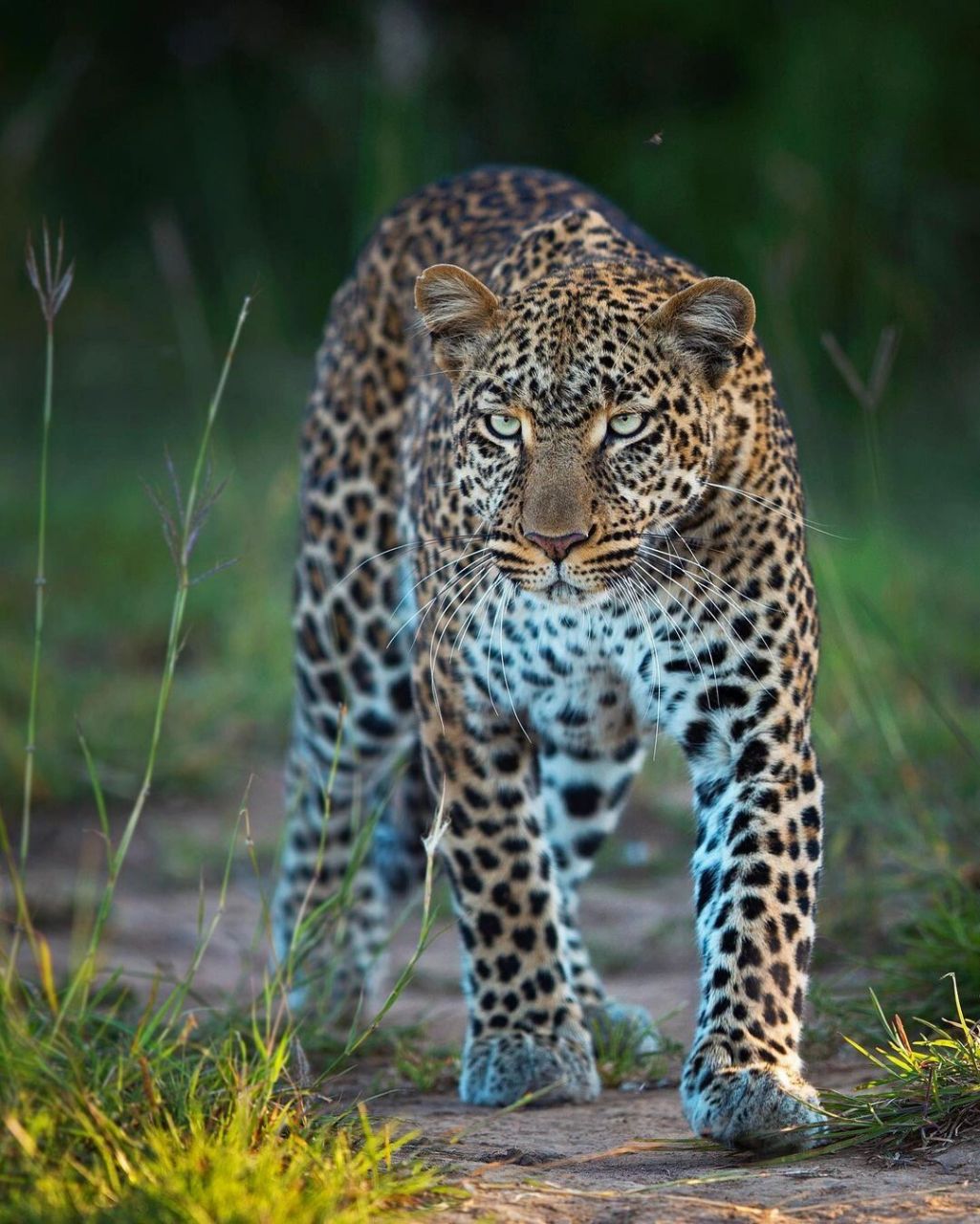 90来自肯尼亚的豹子照片,你最喜欢哪一张06