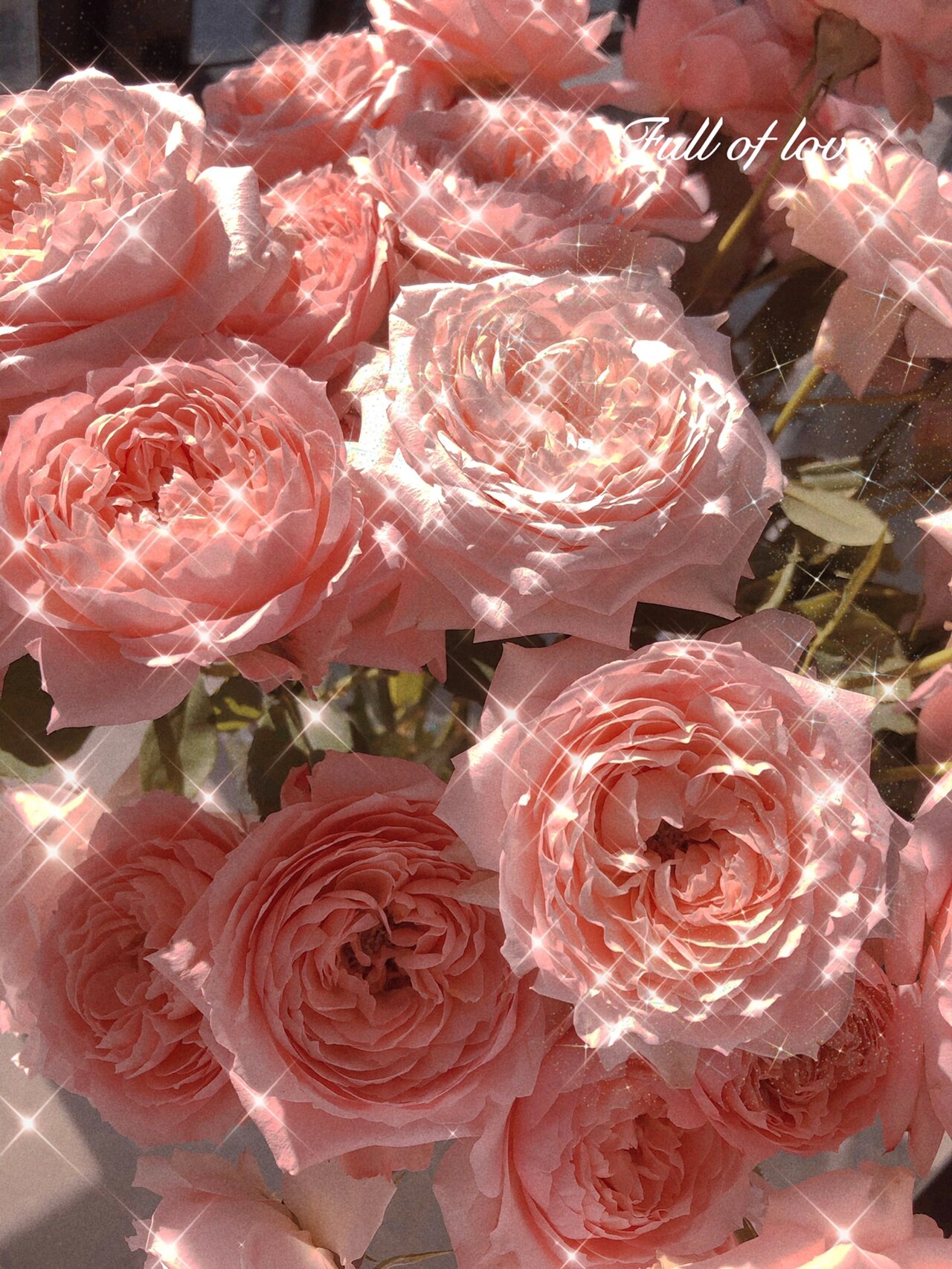 粉粉嫩嫩是多头玫瑰花做手机壁纸都很可