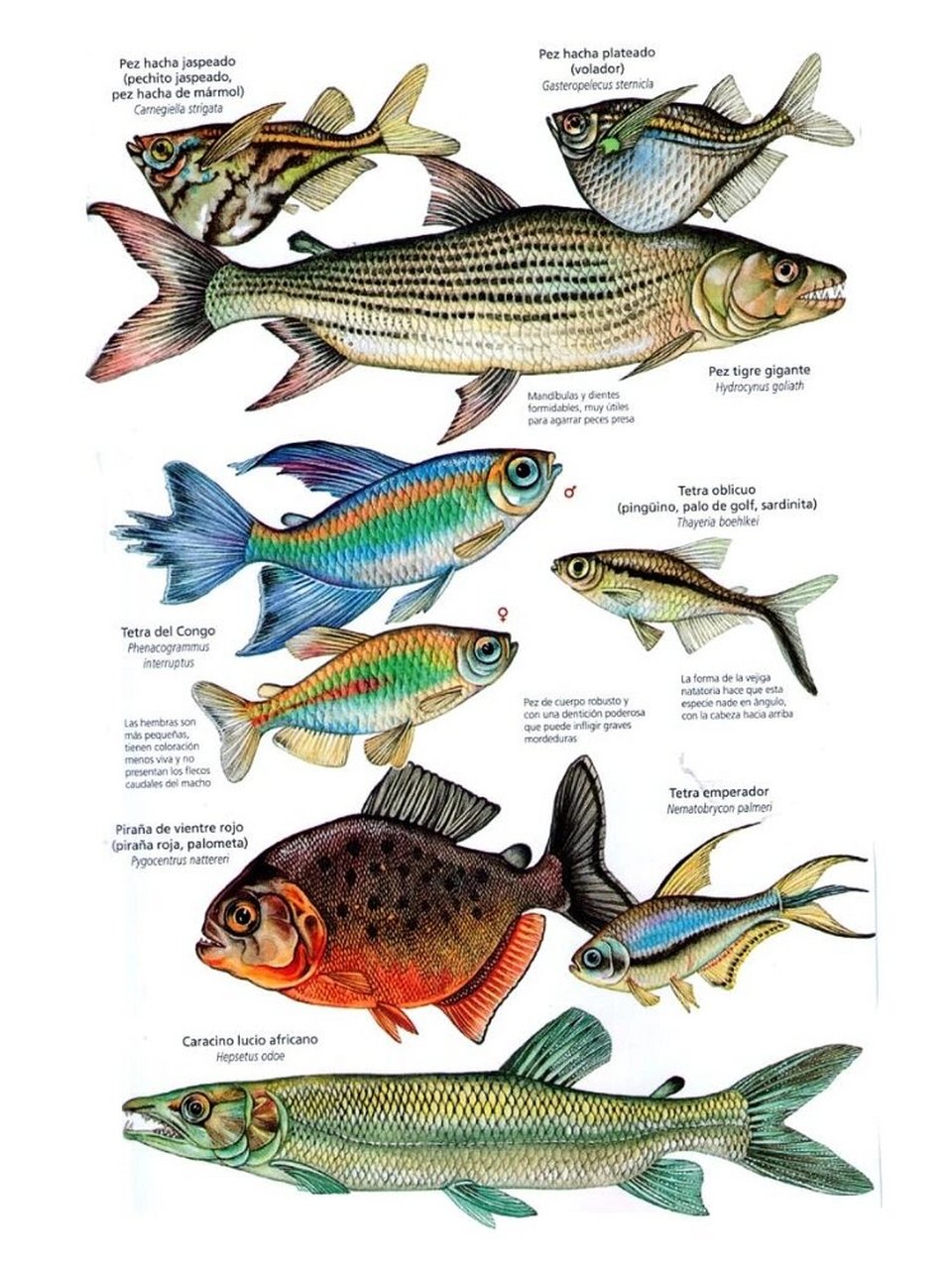 形态解析 鱼类造型参考 参考素材