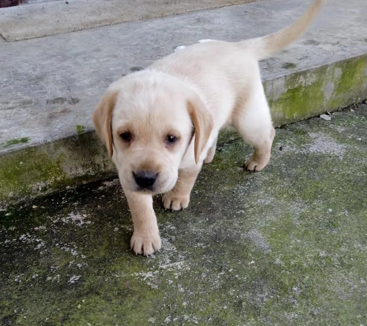 拉布拉多30天幼犬照片图片