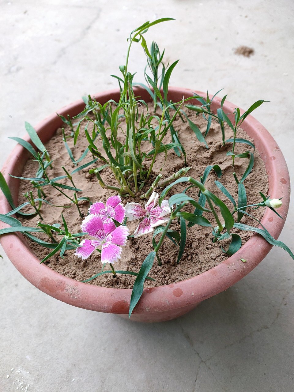 1.时间:春季2-3月份或秋季9-10月份,这两个时间段适合扦插. 2.