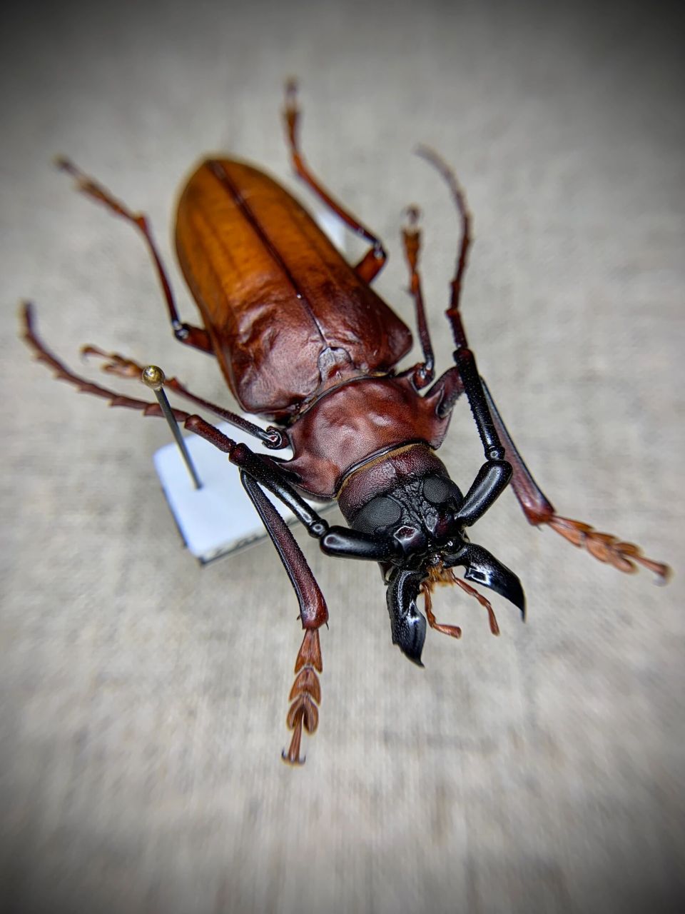 标本分享～ 蔗根土天牛♂与桔根接眼天牛♀,两种常见的锯天牛,喜欢