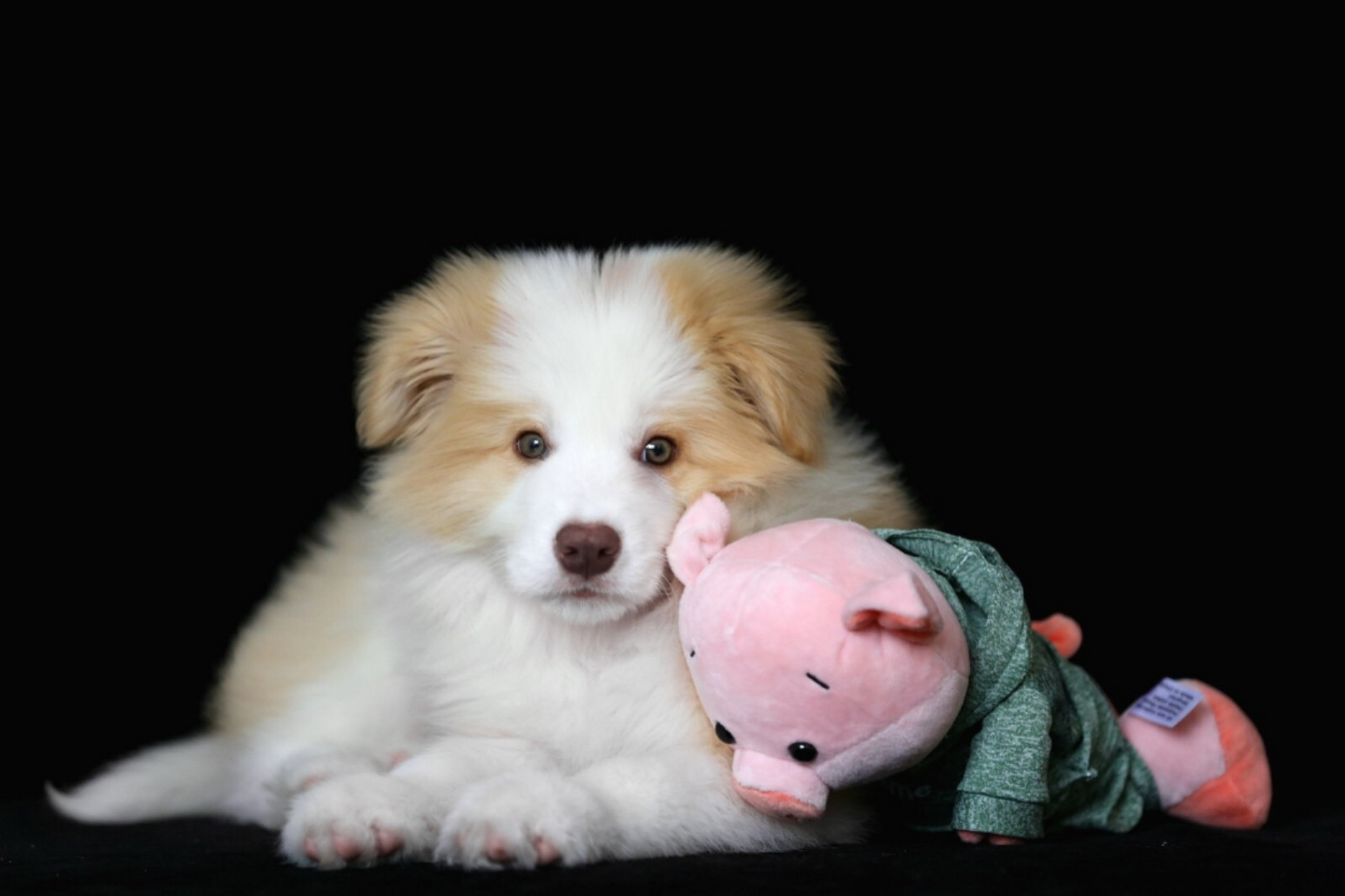 它的作用在于扩增褐黑素并且抑制真黑色素的形成,所以一只黄白边牧