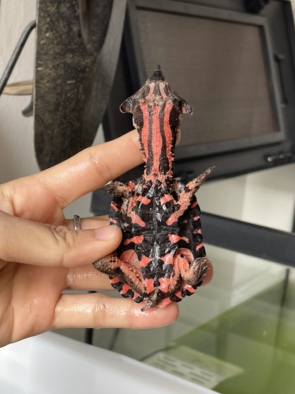 2023的第一只龟|黑玛塔龟 枯叶94   新年第一天就到家啦!