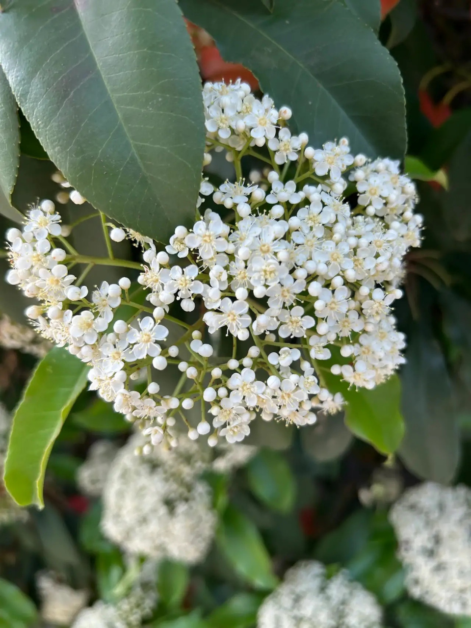后在马嵬坡后,唐玄宗西行到扶风道旁,看见一棵树形端正可爱的石楠树