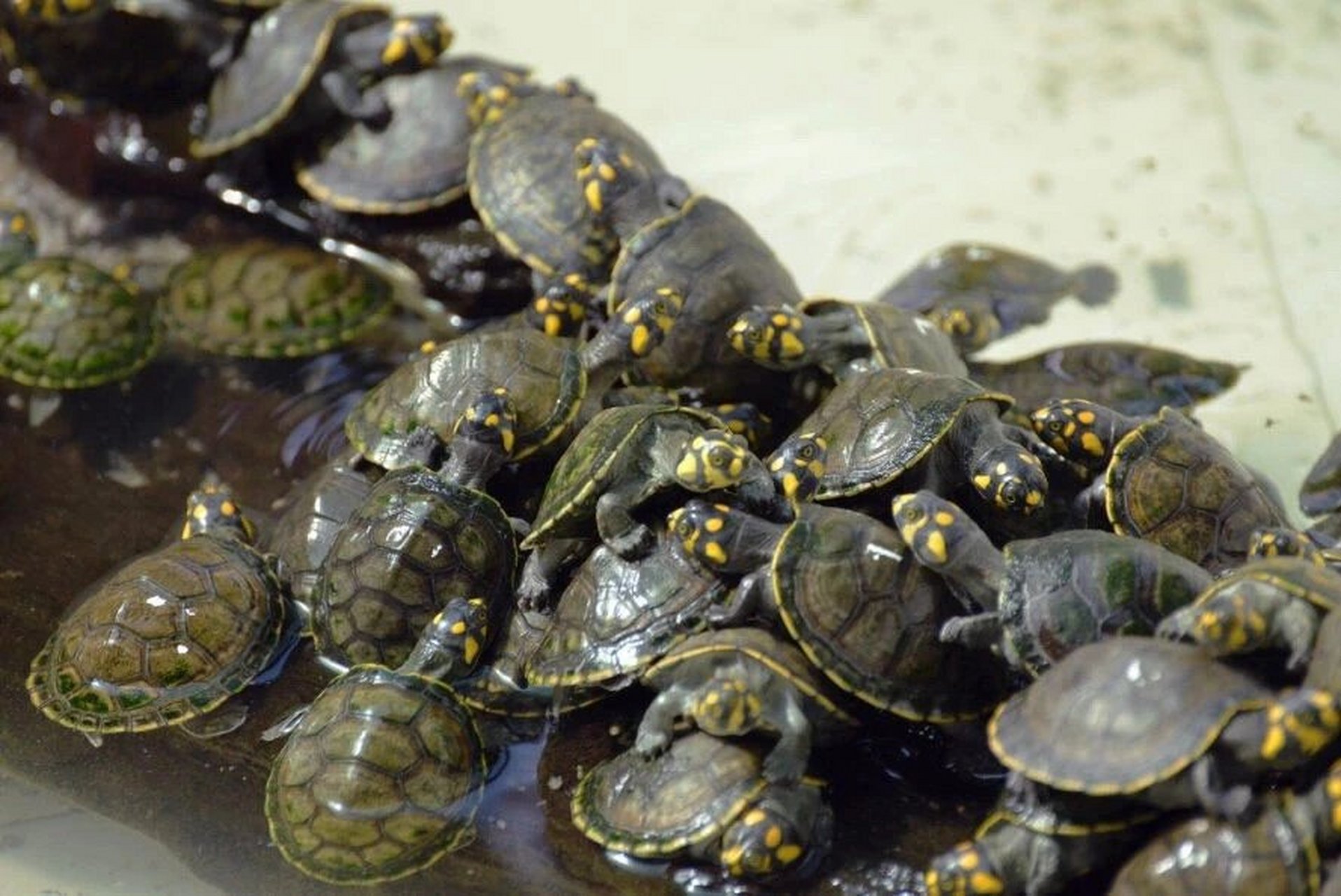 黄头侧颈龟 | 南美河流中的忍者神龟 黄头侧颈龟,学名:podocnemis