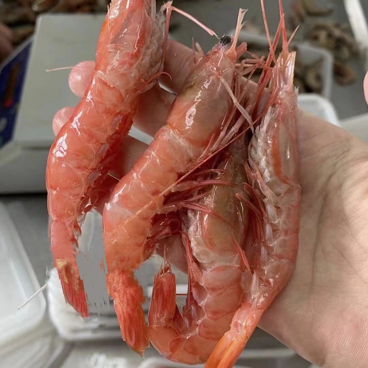 舟山野生大红虾, 舟山红虾学名中华管鞭虾,又名东海红虾,体表浅橘红色