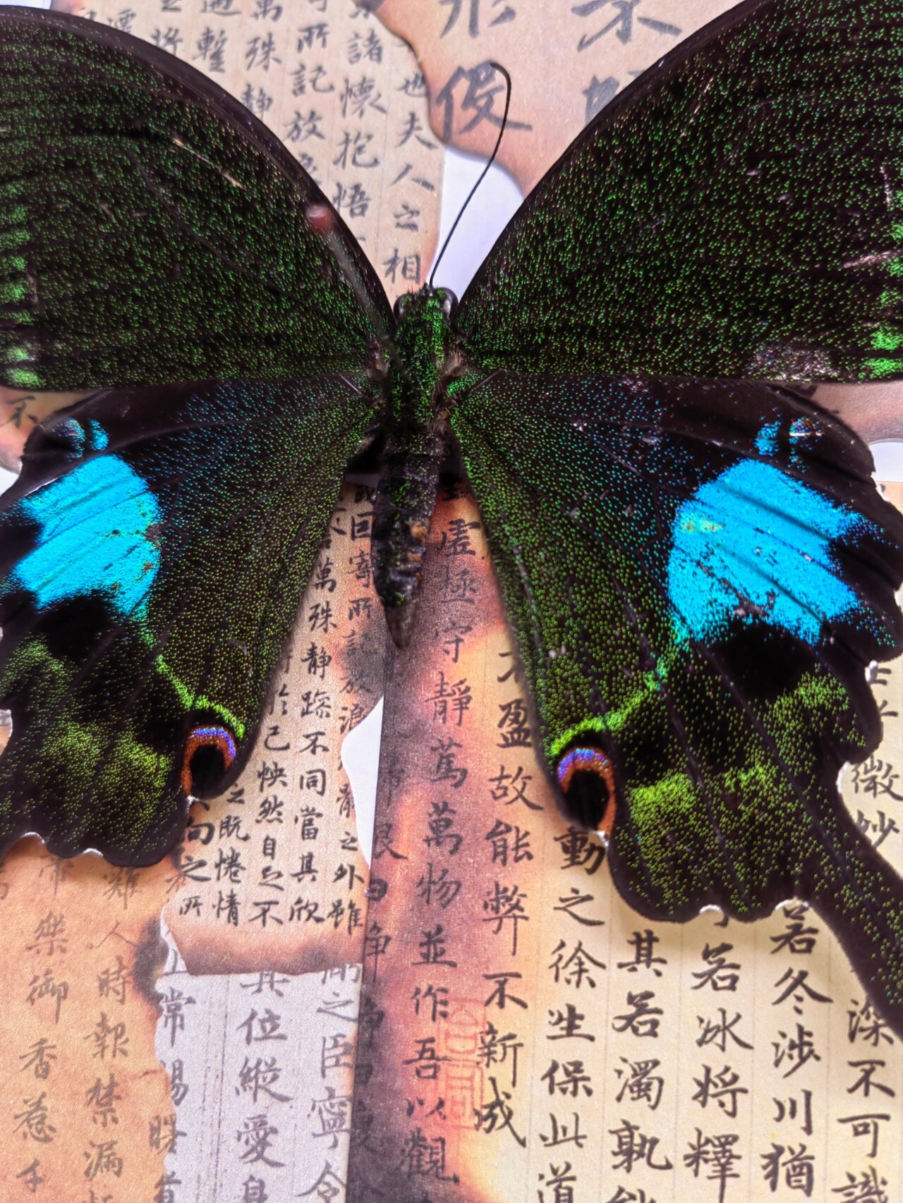 巴黎翠凤蝶 papilio paris