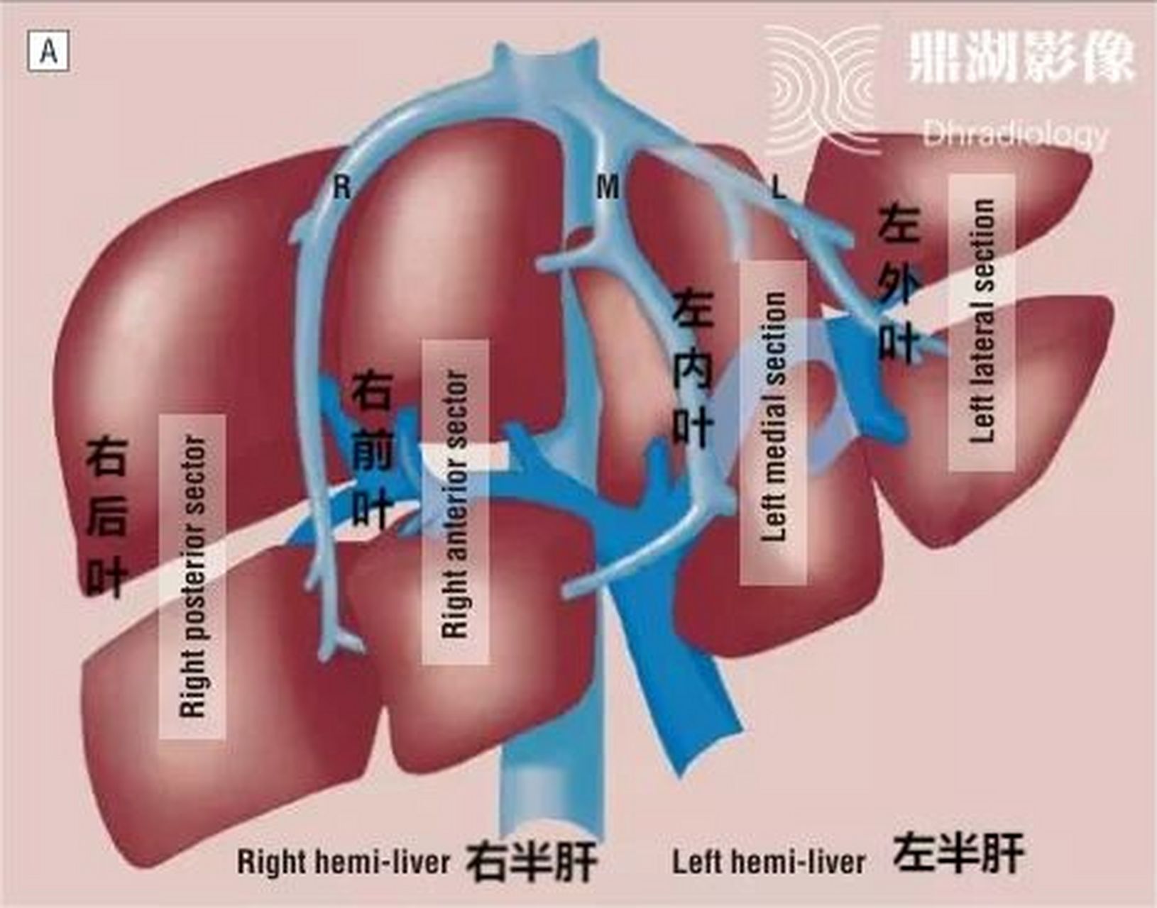 该方法是根据glisson系统的分布和肝静脉的走行将肝脏分为了5叶,8段,5