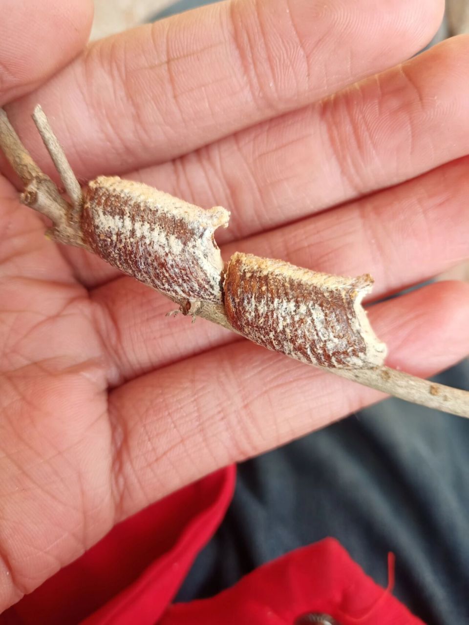 这个是螳螂卵吗