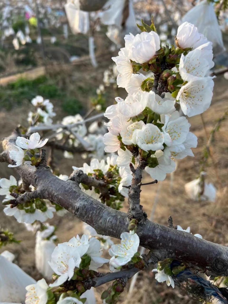 车厘子开花结果过程图图片