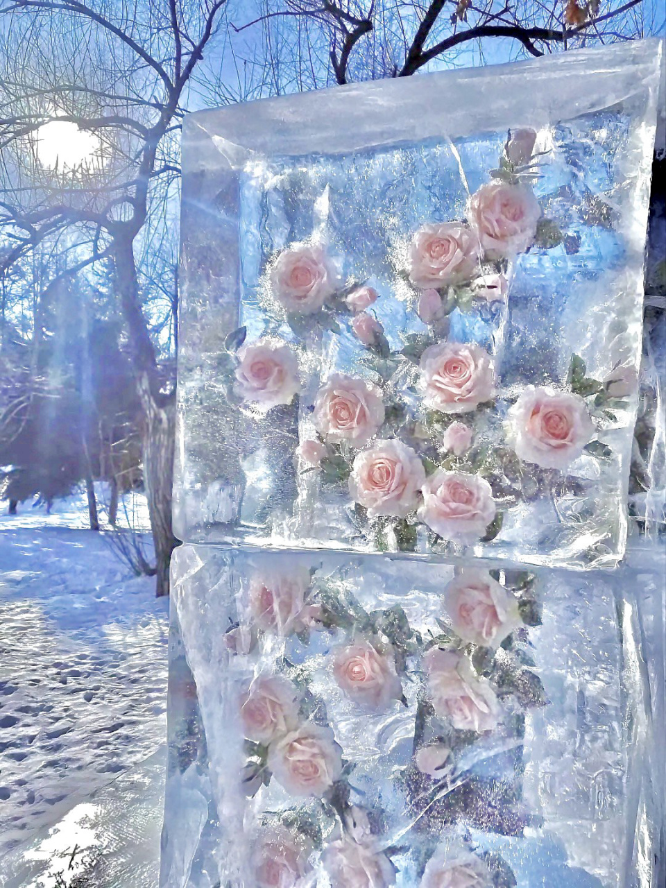 聊天壁纸#冰封玫瑰