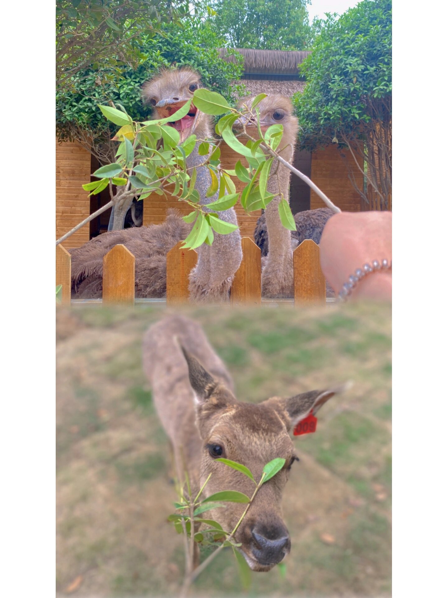 南阳野生动物园