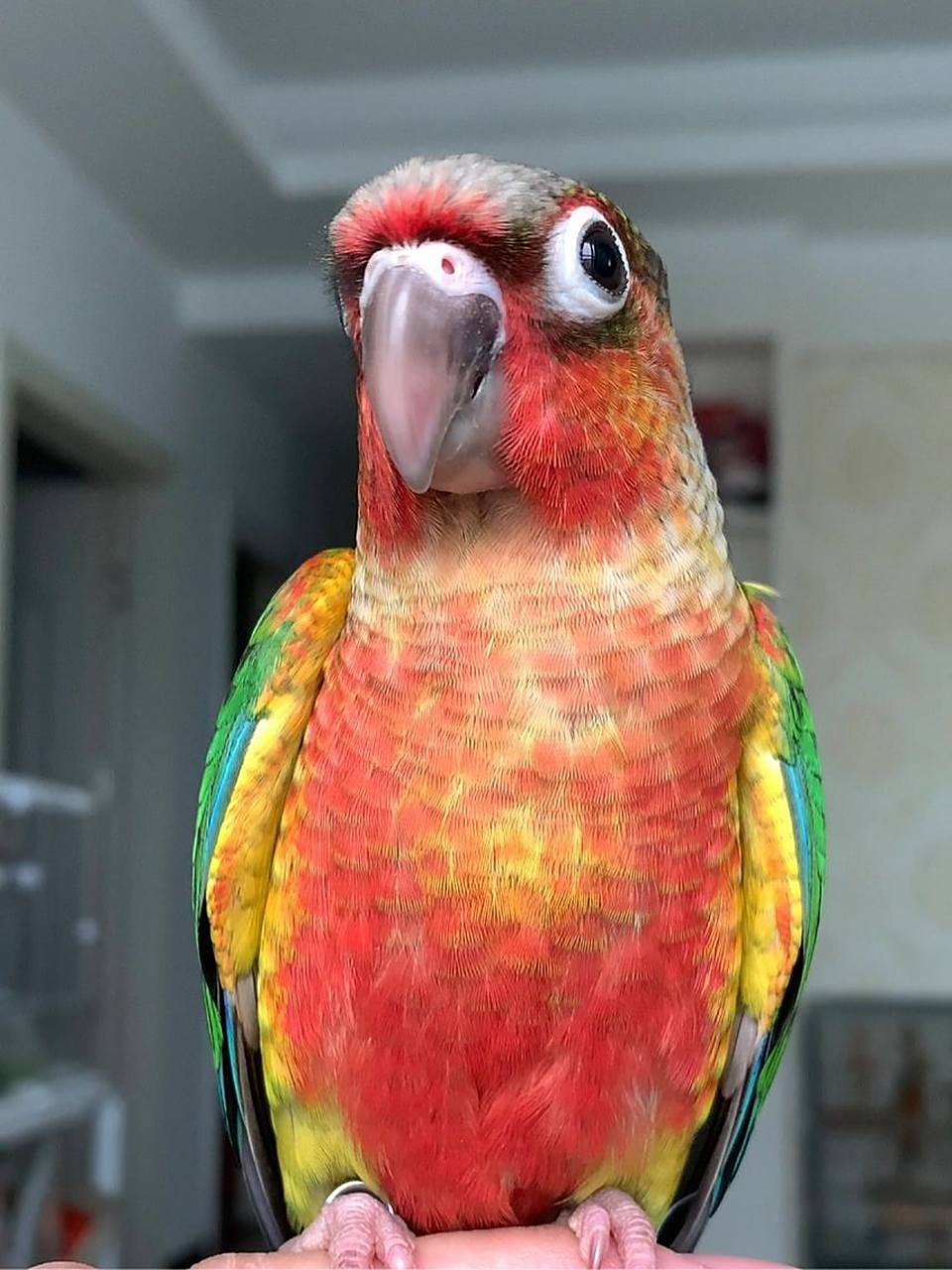 这应该是皇家太阳鹦鹉了 黄边小太阳 帅到我了伦这高贵的气质真的无人