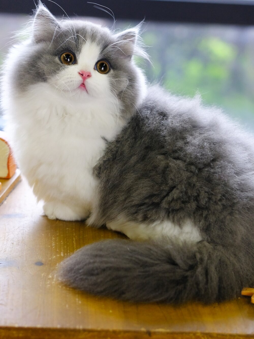 要什么都答应她!蓝白拿破仑猫 矮脚长毛